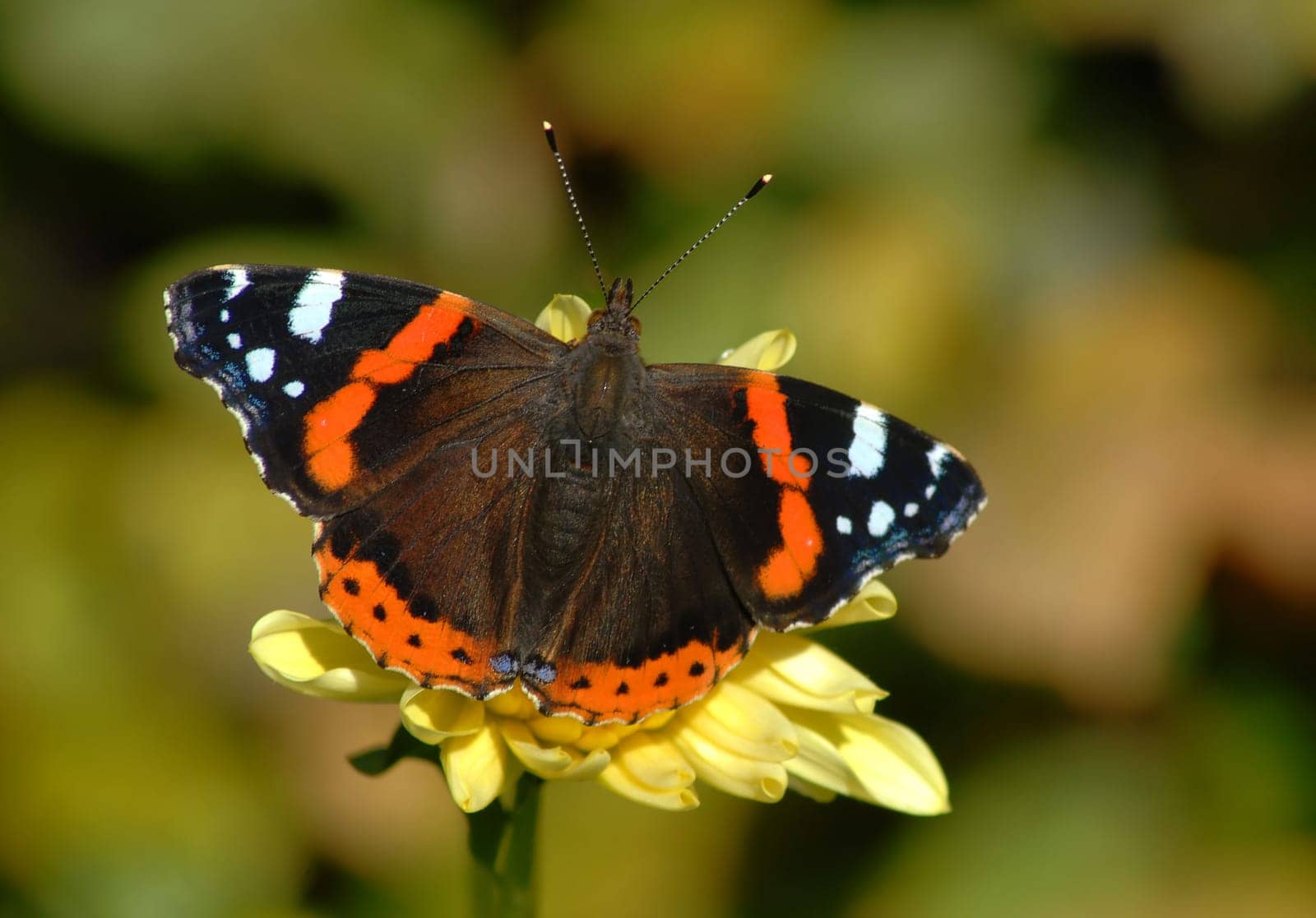 Maybe someone knows exactly which butterfly I caught here?