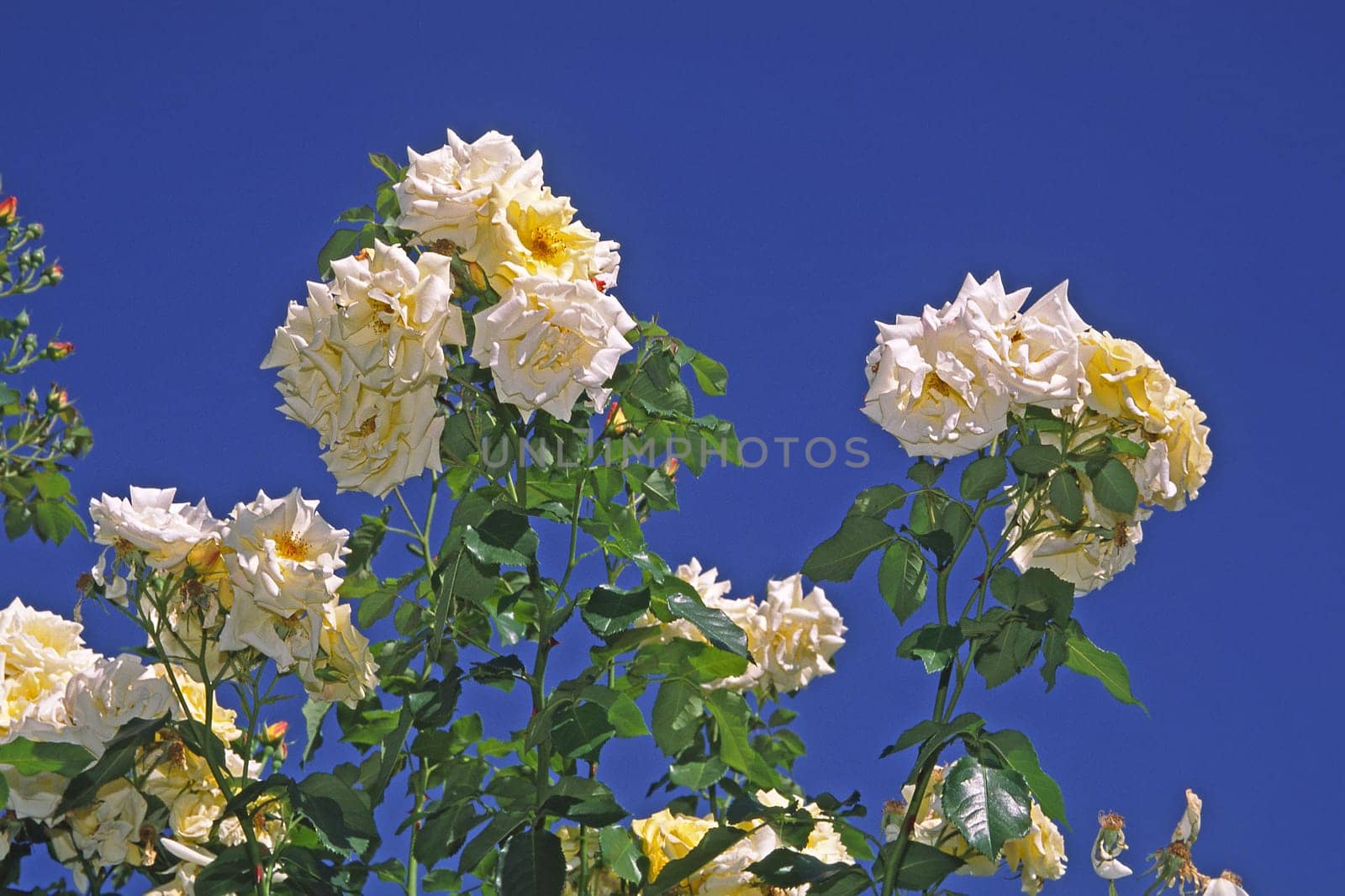 Pink 'Morning Sun 88' climbing rose (Kordes 1988)