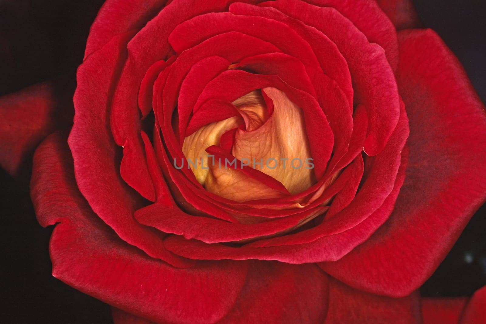 Pink,Rose,Flower Detail
