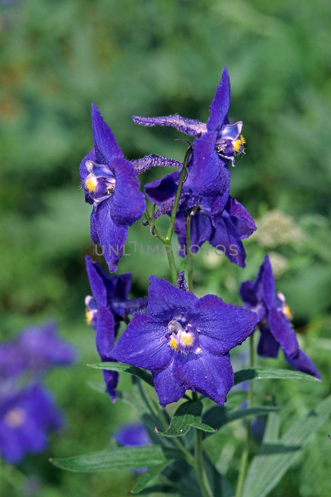 Delphinium belladonna hybrid,Atlantis variety,delphinium