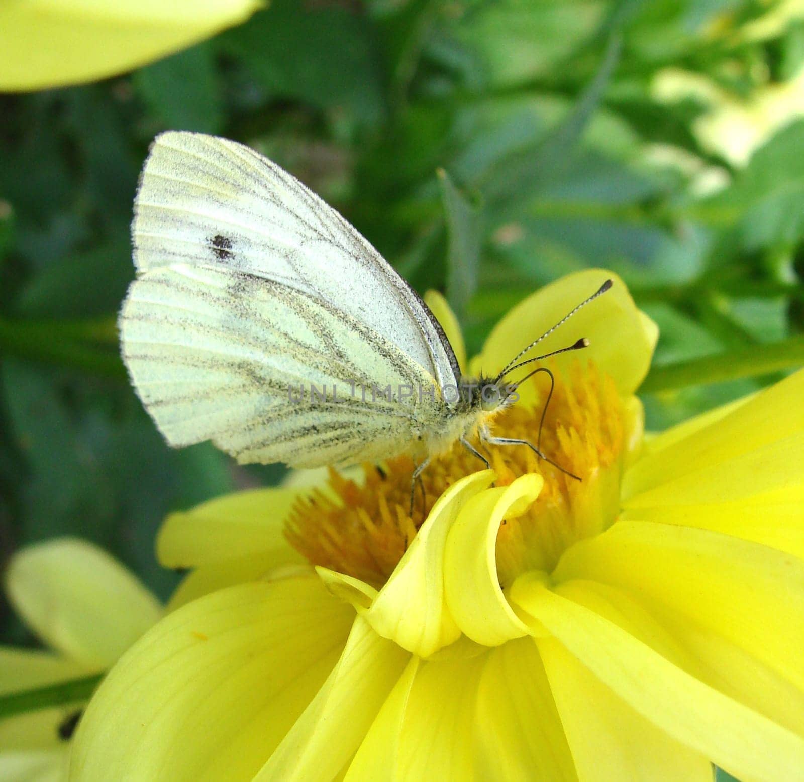 Cabbage white