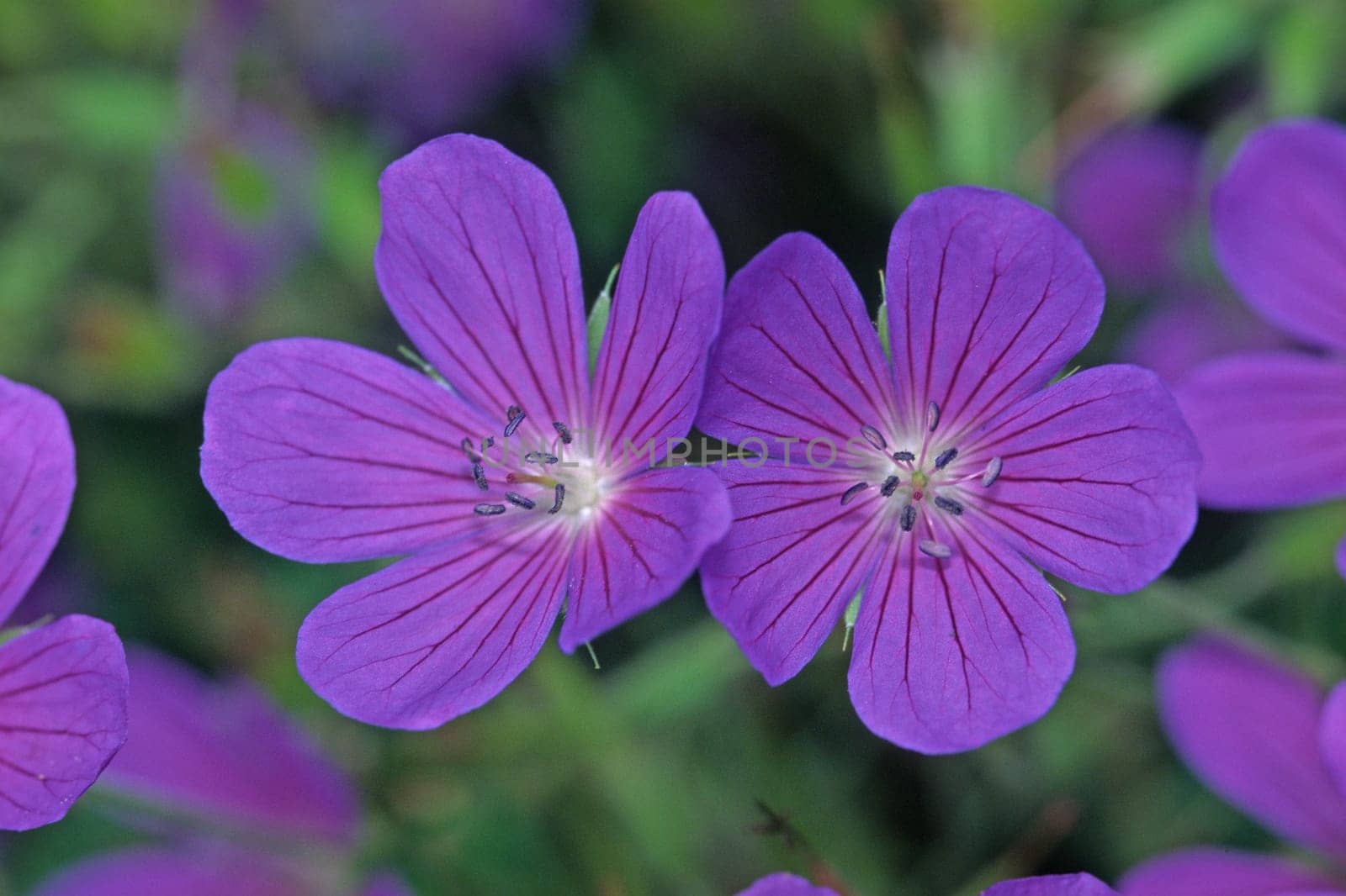 Geranium-Clarkei hybrid 'Nimbus',cranesbill
