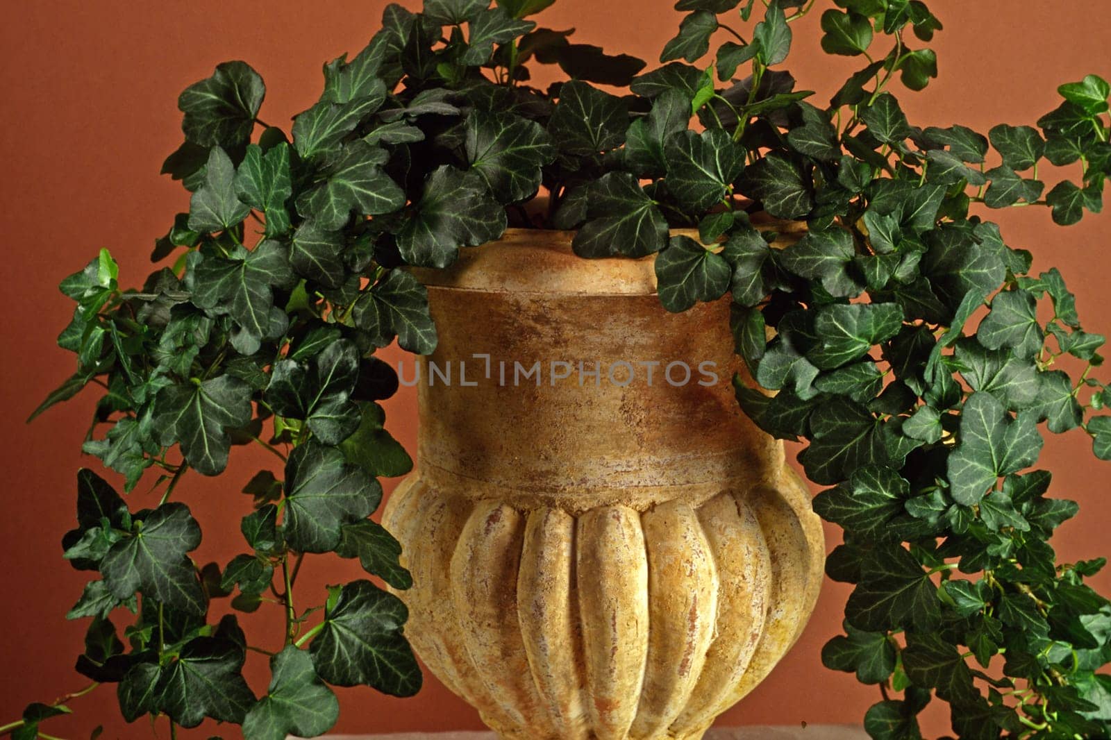 Hedera,ivy in a flower pot