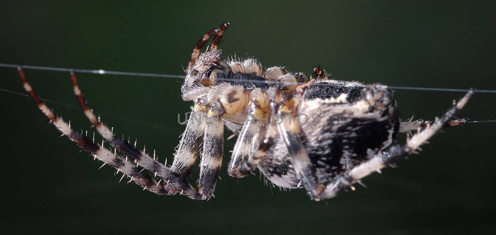 Cross spider weaving its web