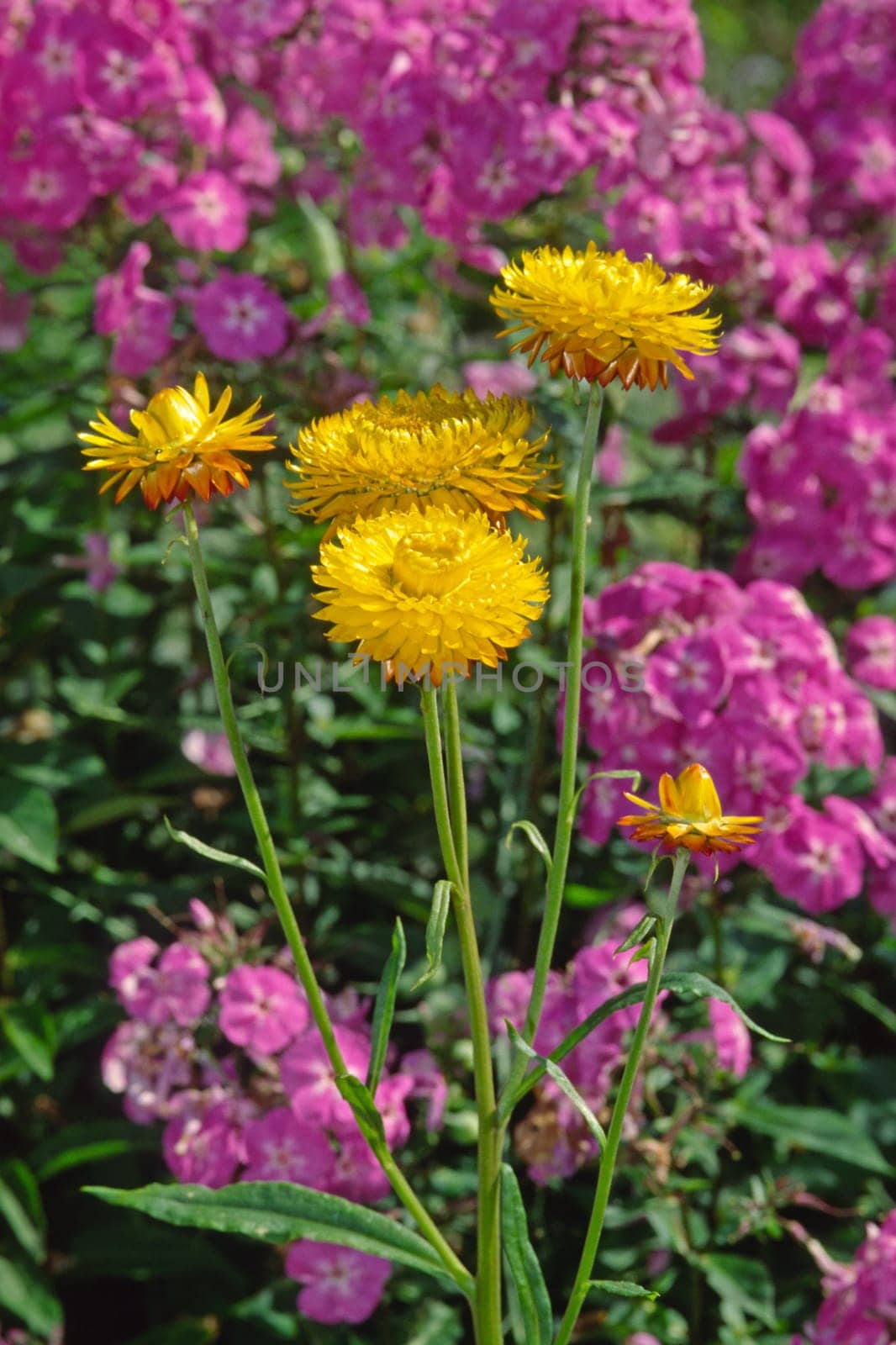 Helichrysum,immortelle
