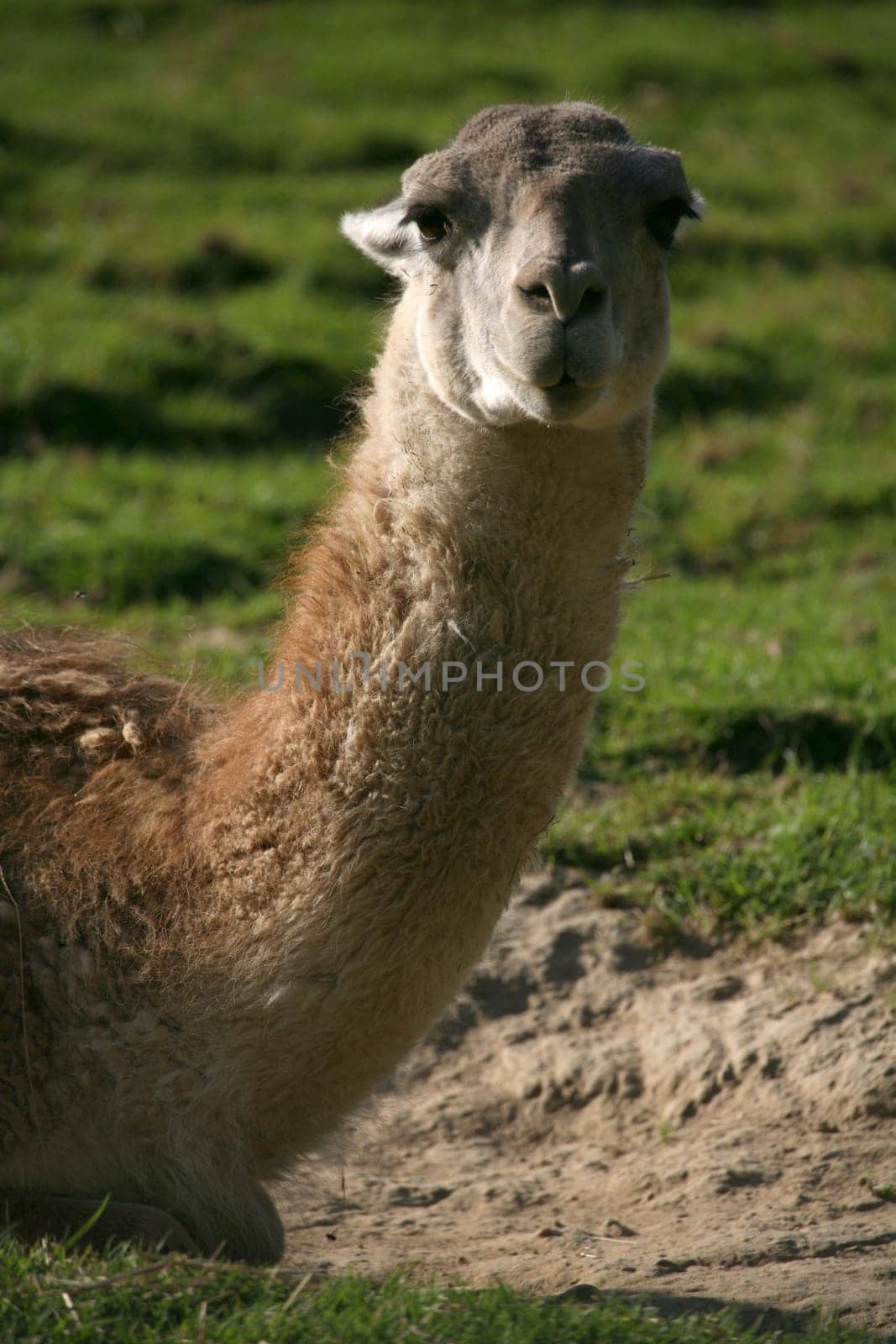 Portrait of a guanaco