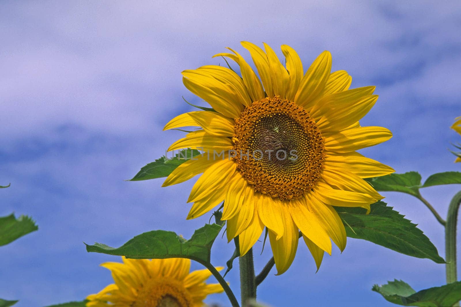 Helianthus annuus 'Printasol' Sunflower