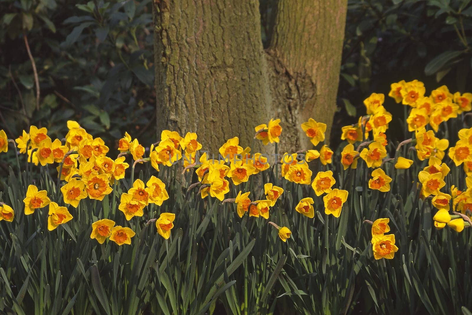 Narcissus hybrid 'Ipi Tombi' daffodil