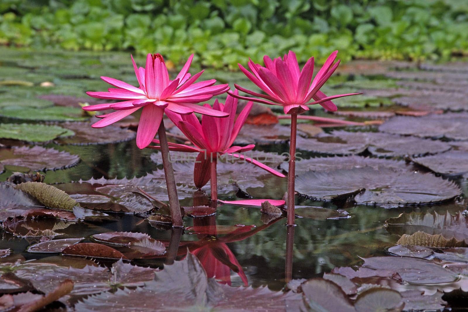 Nymphaea hybrid,water lily