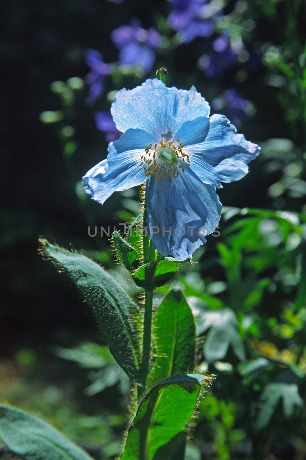 Meconopsis himalaya,mock poppy