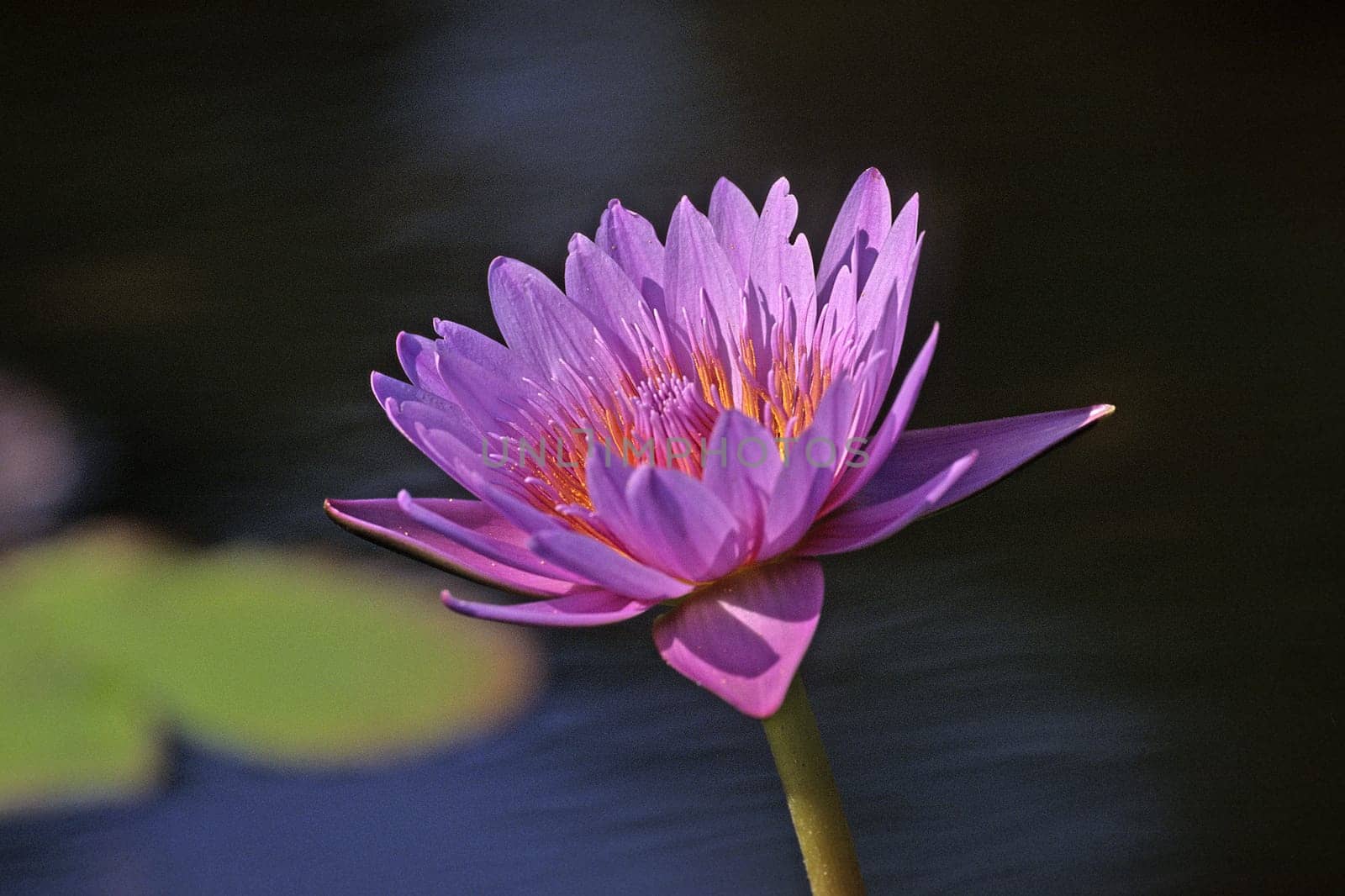 Nymphaea hybrid,water lily