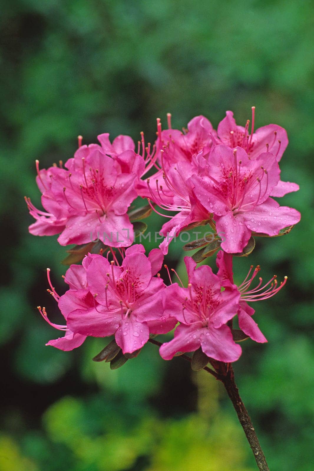Rhododendron hybrid,rhododendron