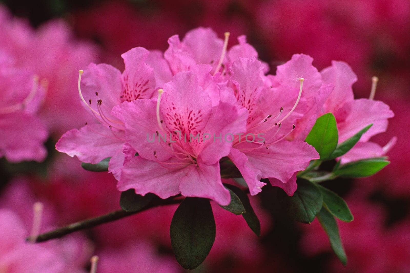 Rhododendron hybrid