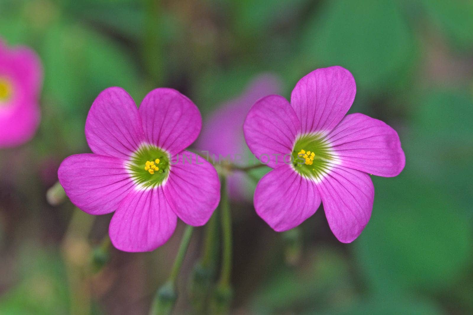 Oxalis tetraphylla,four-leaf wood sorrel