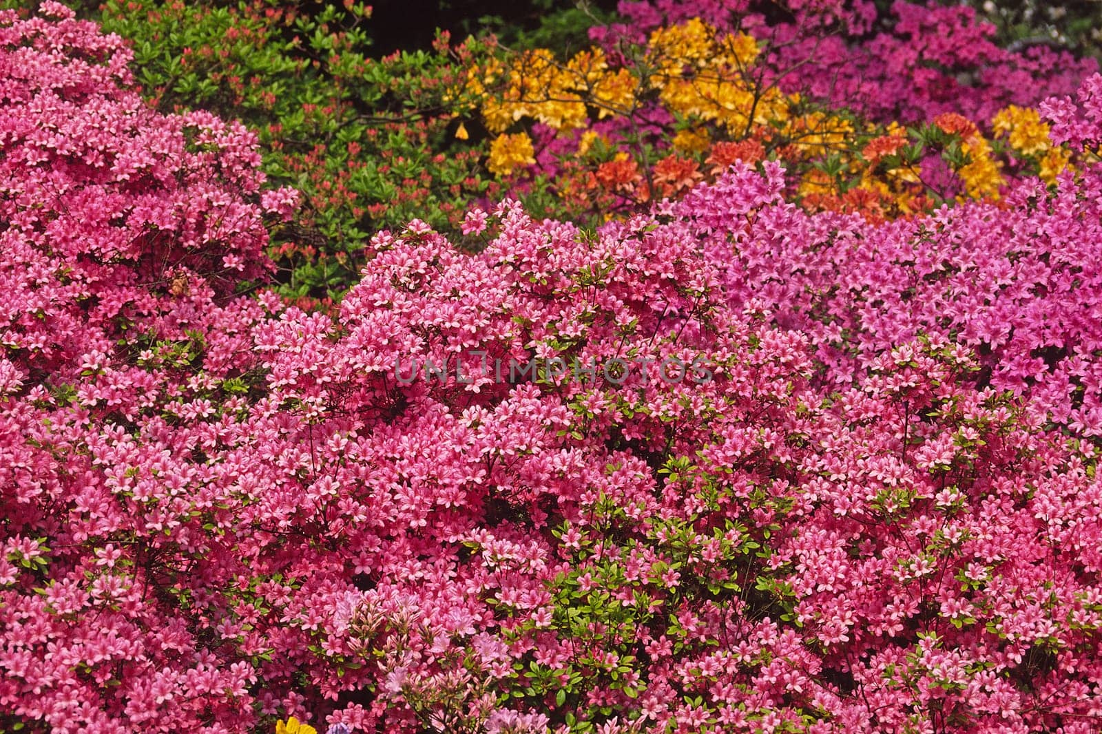 Rhododendron hybrid