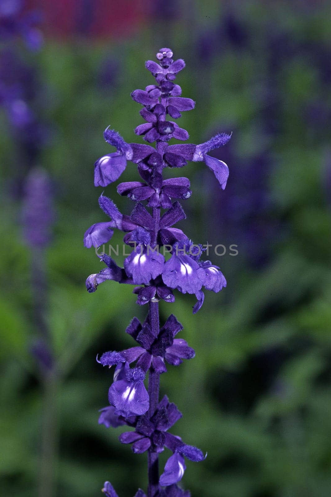 Salvia farinacea 'Victoria' Spiked Sage