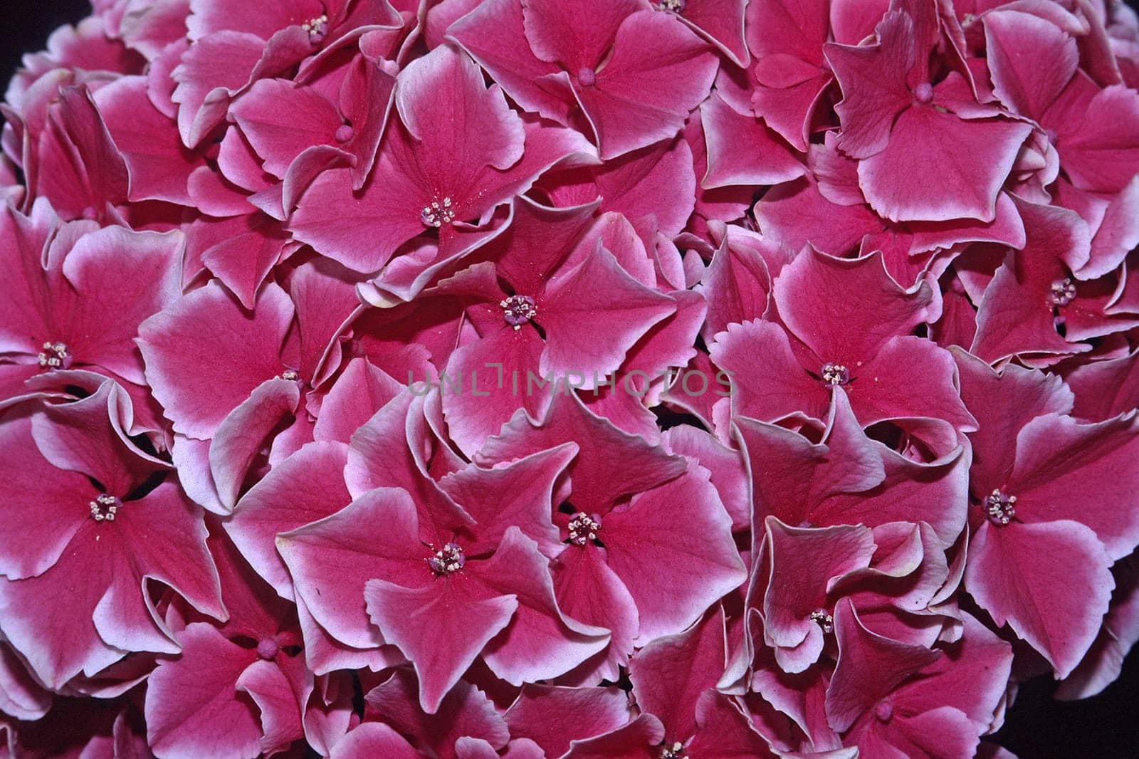 Hydrangea &#039 Nobuko&#039  Hortensie