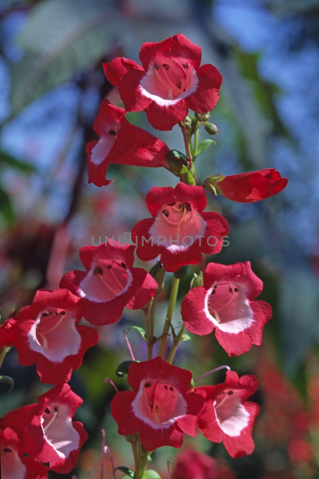 Penstemon hartwegii,bearded thread