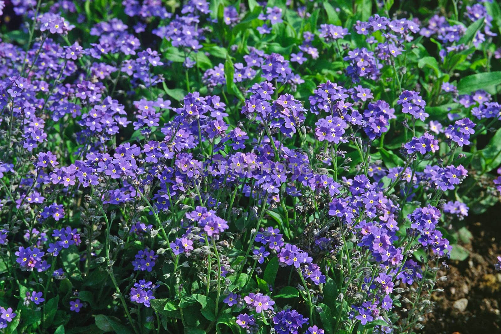 Myosotis sylvatica 'Music' Forest forget-me-not