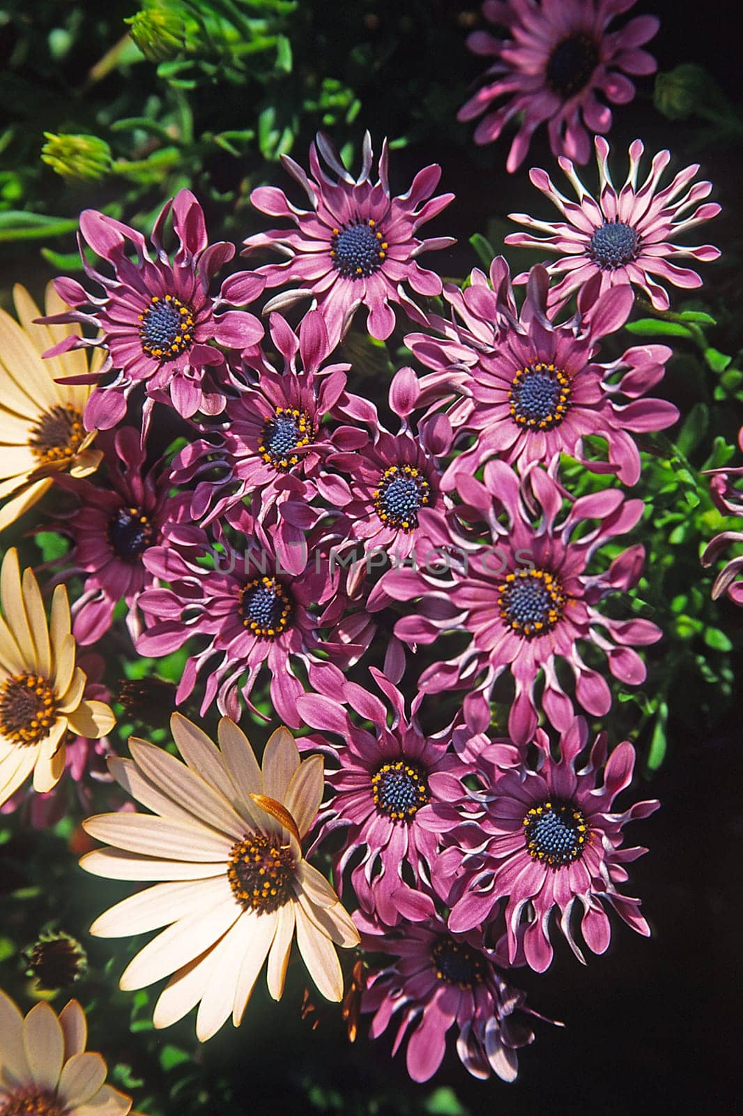 Osteospermum,cape basket