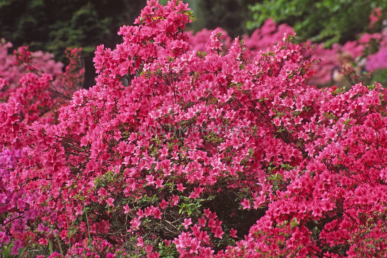 Rhododendron hybrid