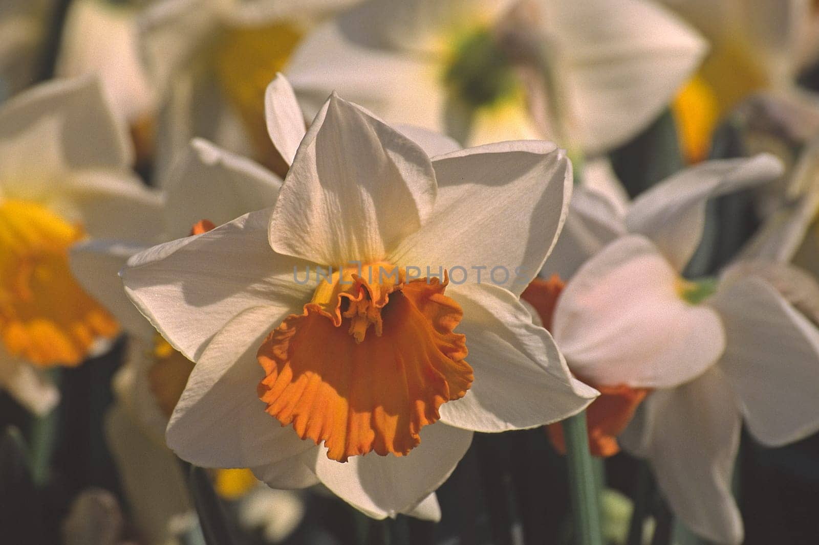 Narcissus 'Chroma Color' daffodil