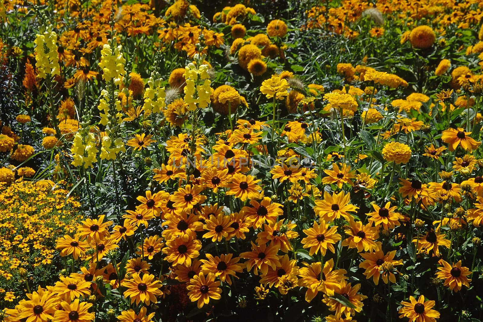 Summer flower bed (orange)