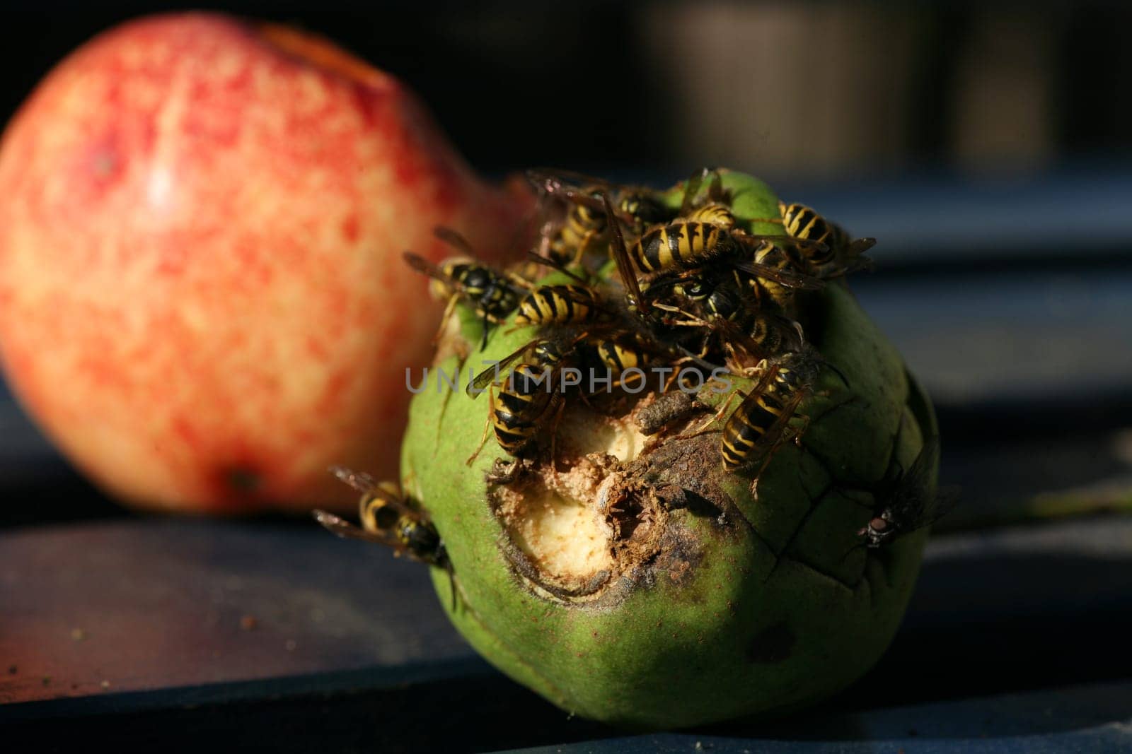Wasps on (and in) a rotten pear