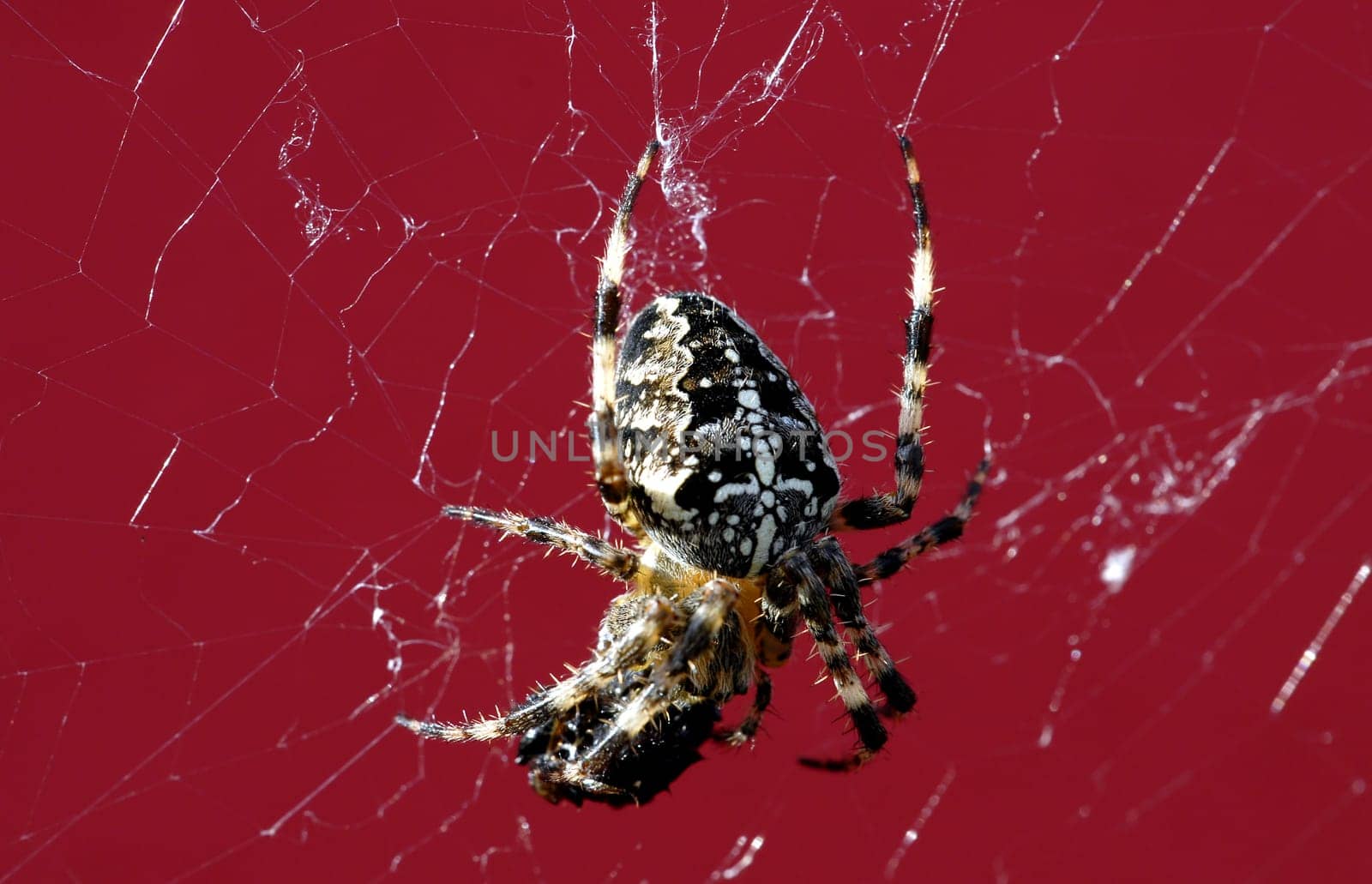 Cross spider distorting its prey