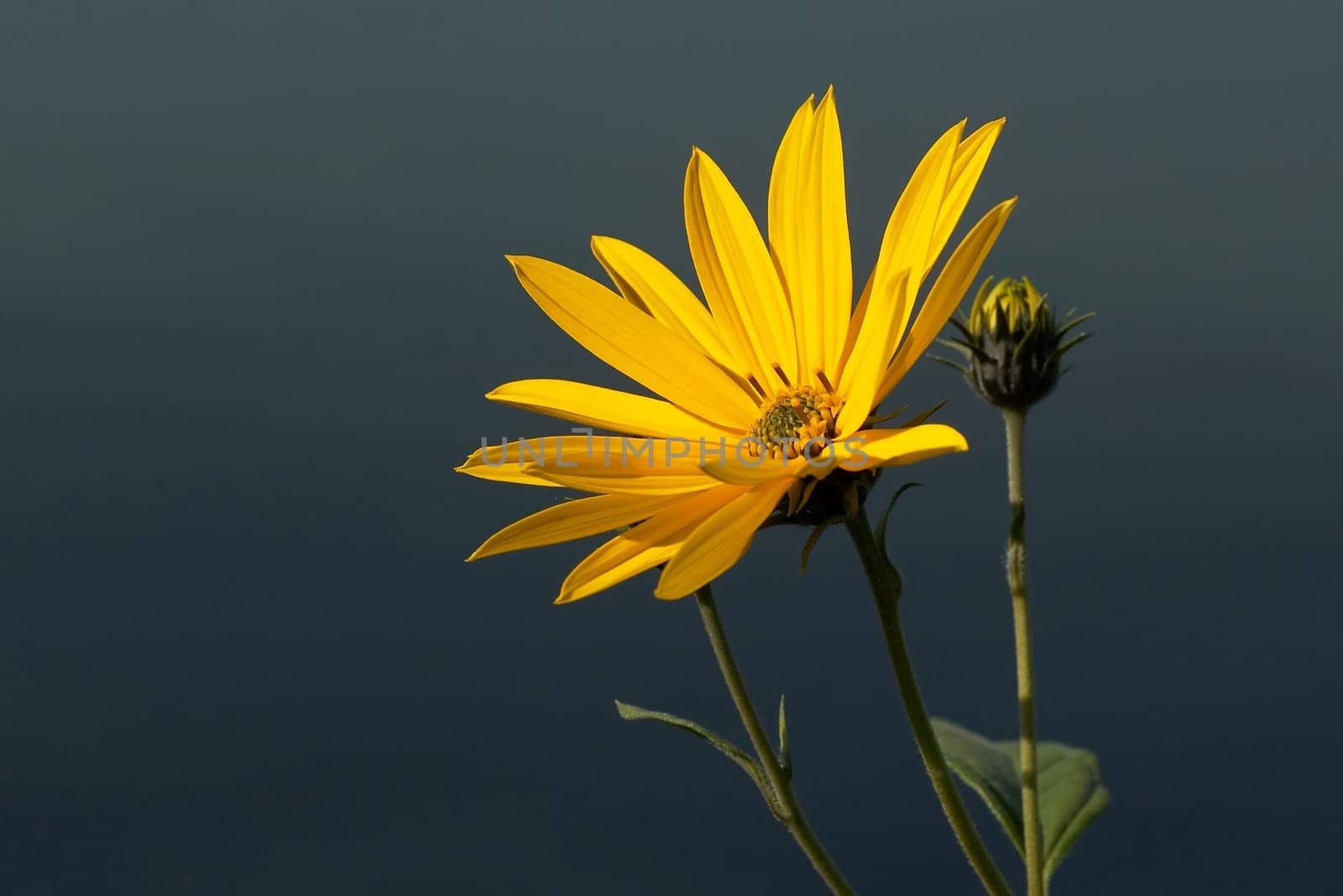 Cape daisy