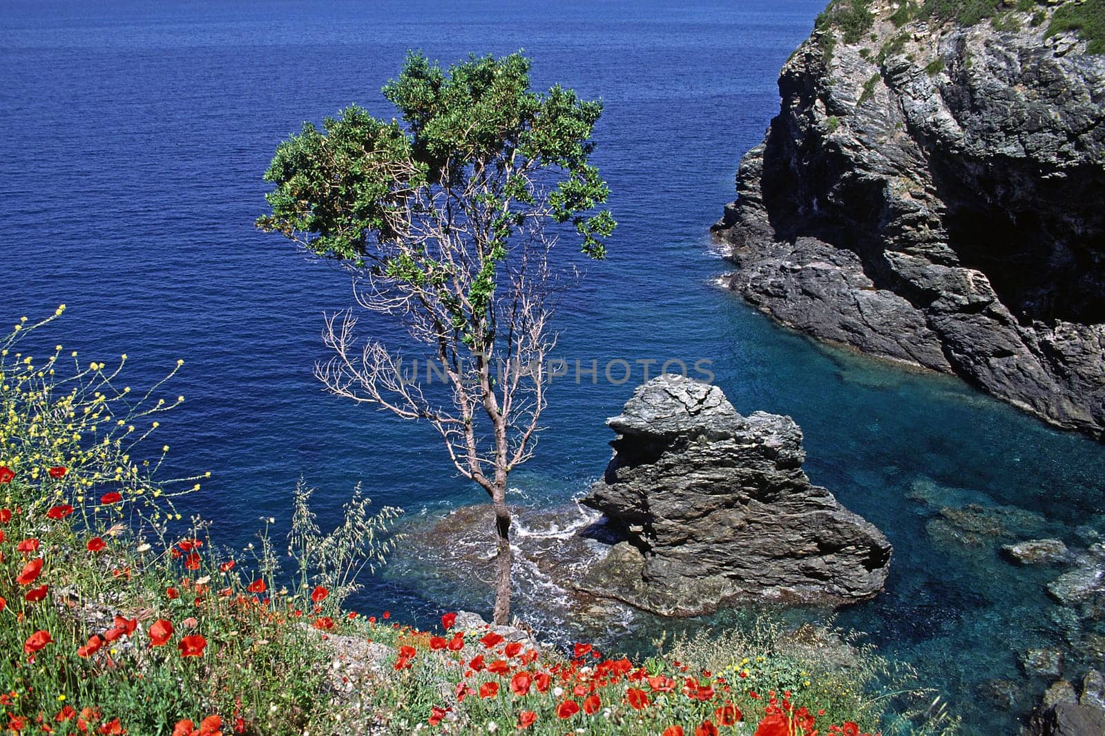 Cape Corse,poppies by the sea