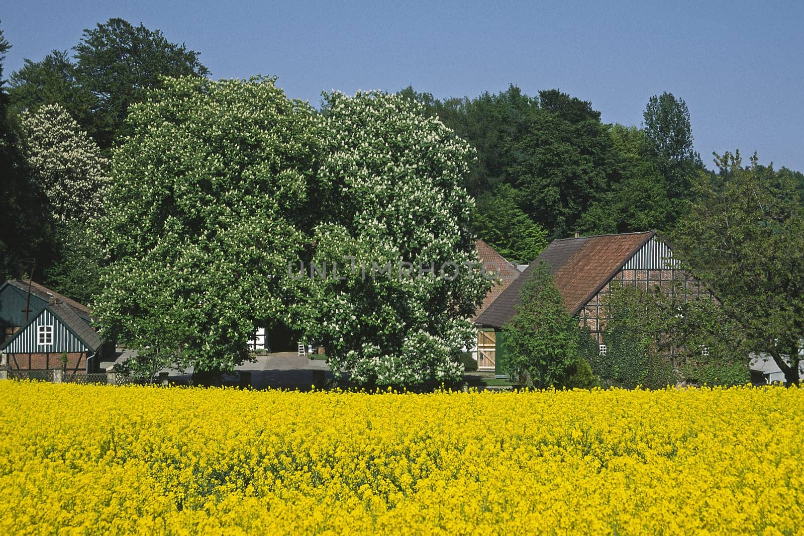 Rapeseed field near Holperdorp