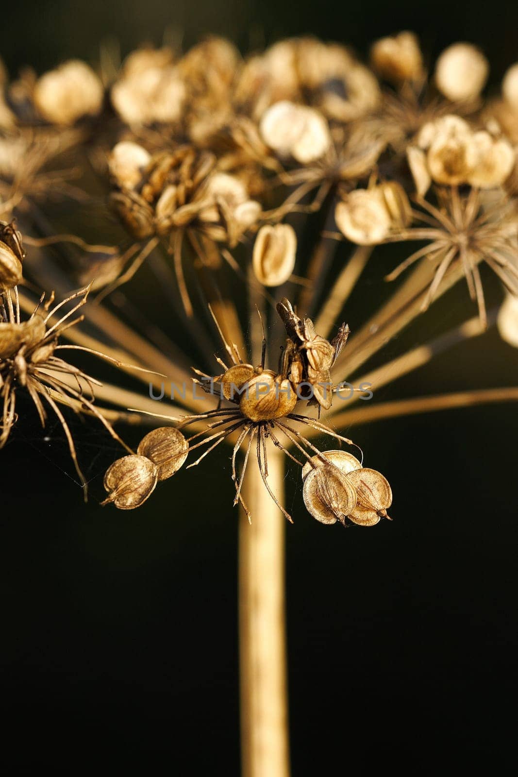 Seed stand