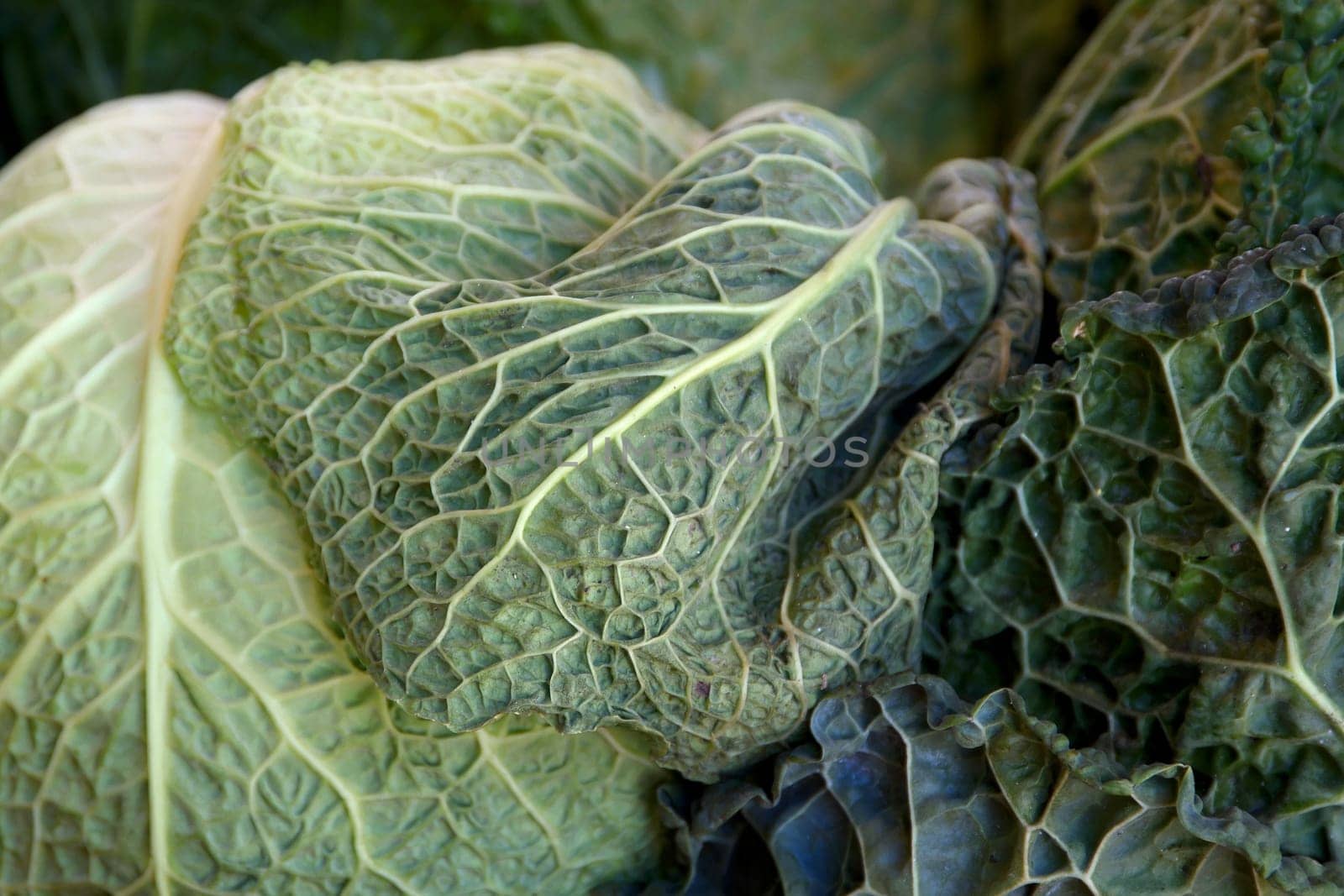 Cabbage