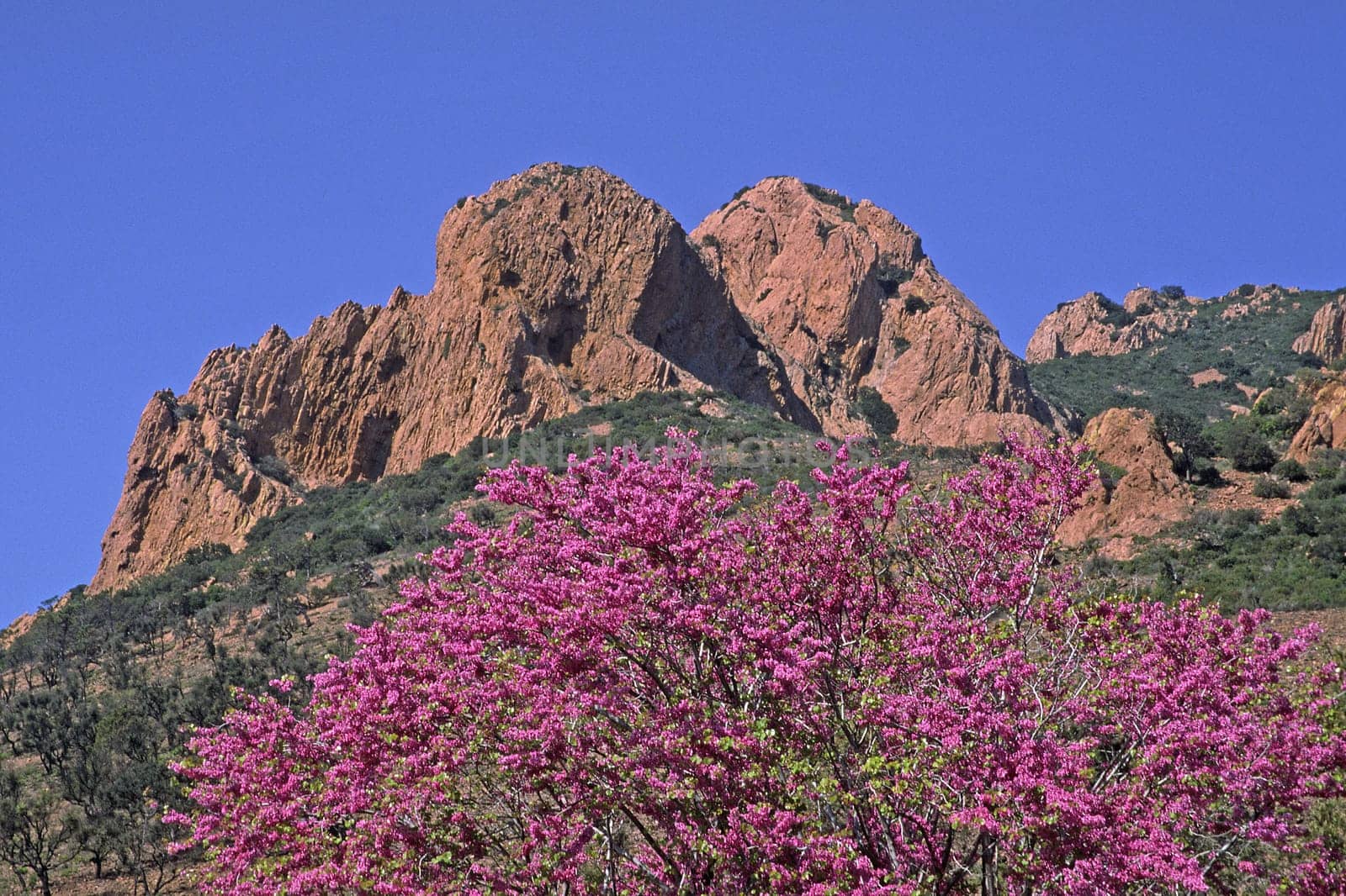 Judas tree,Cercis slilquastrum