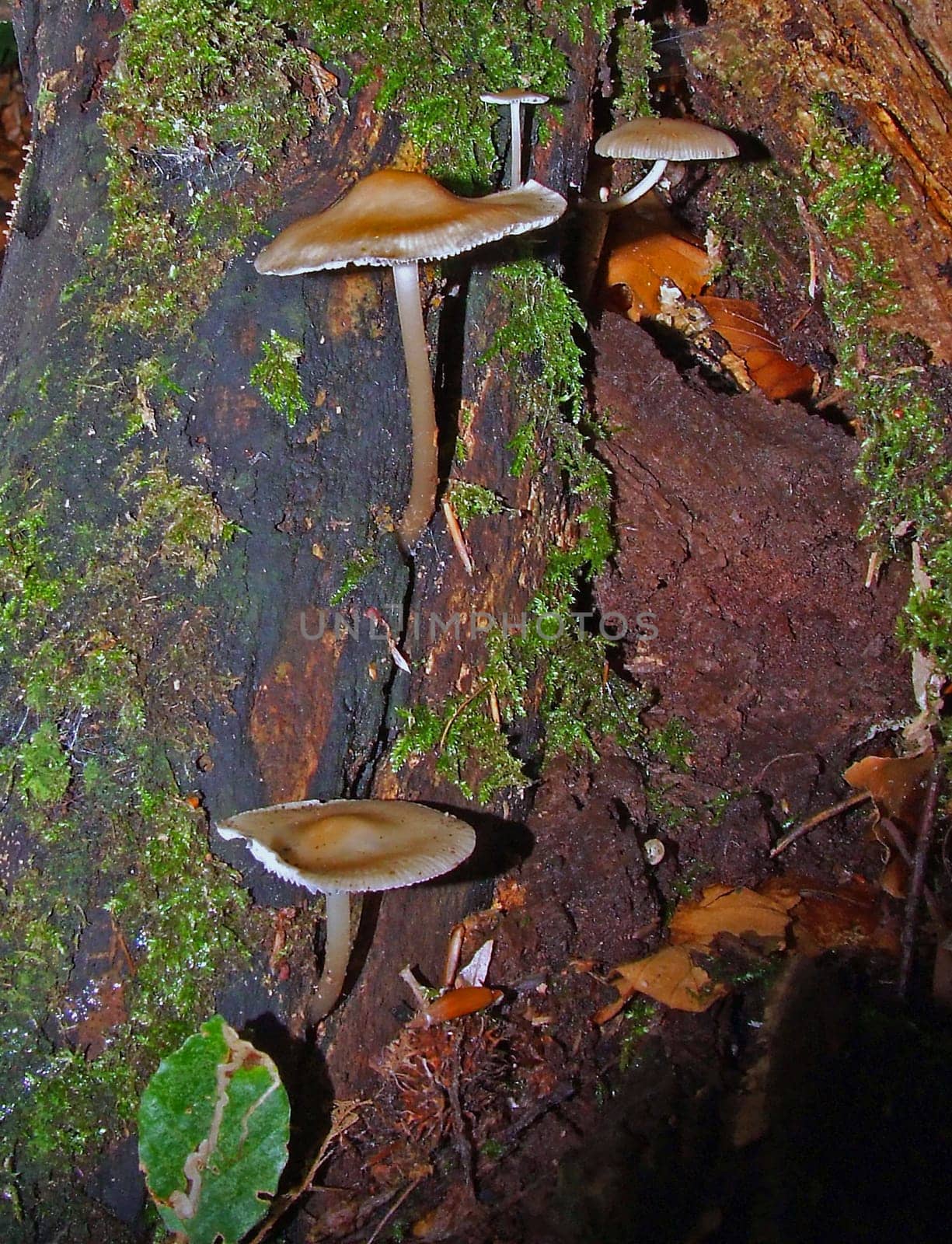 Fungi