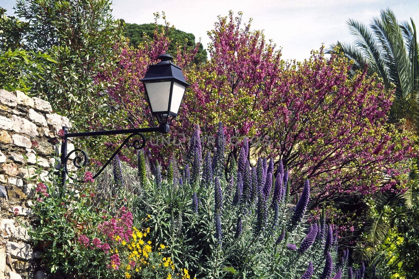 Hyères,park with flowers,Côte d'Azur