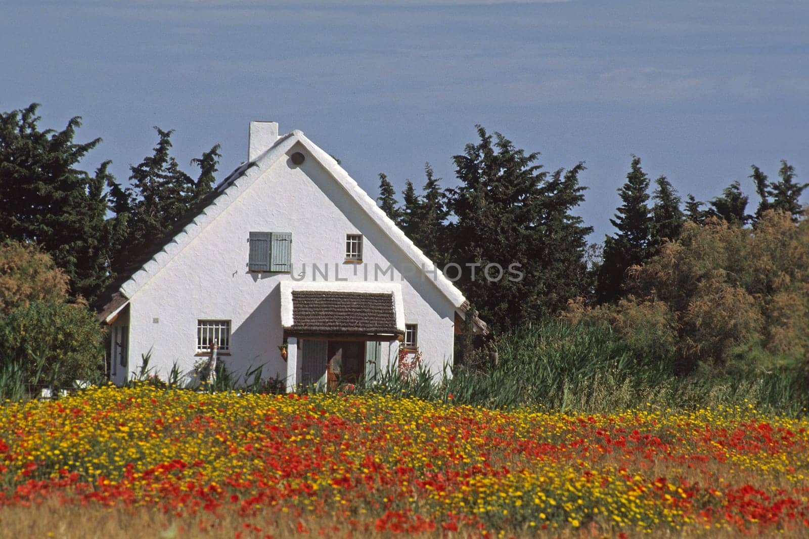 Camargue,Picoh bath,house with wildflower meadow