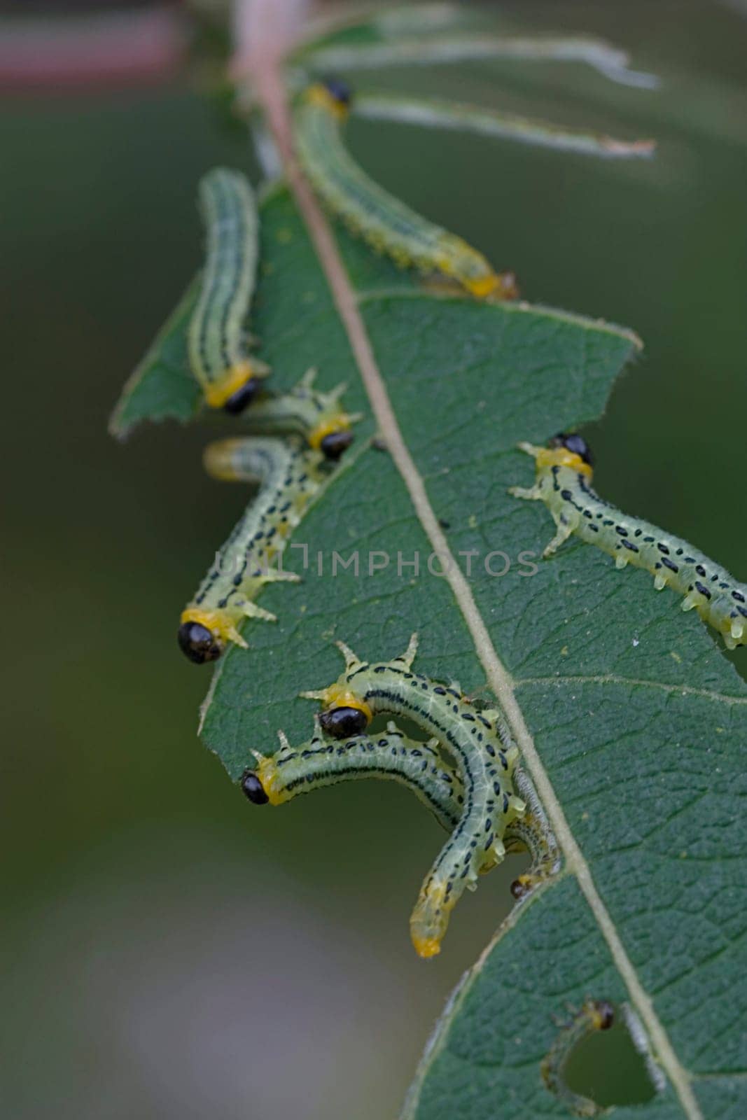 Larvae on willow leaves
