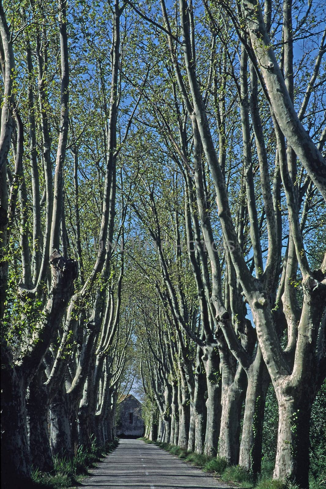Avenues near Etang de Vaccares,Camargue