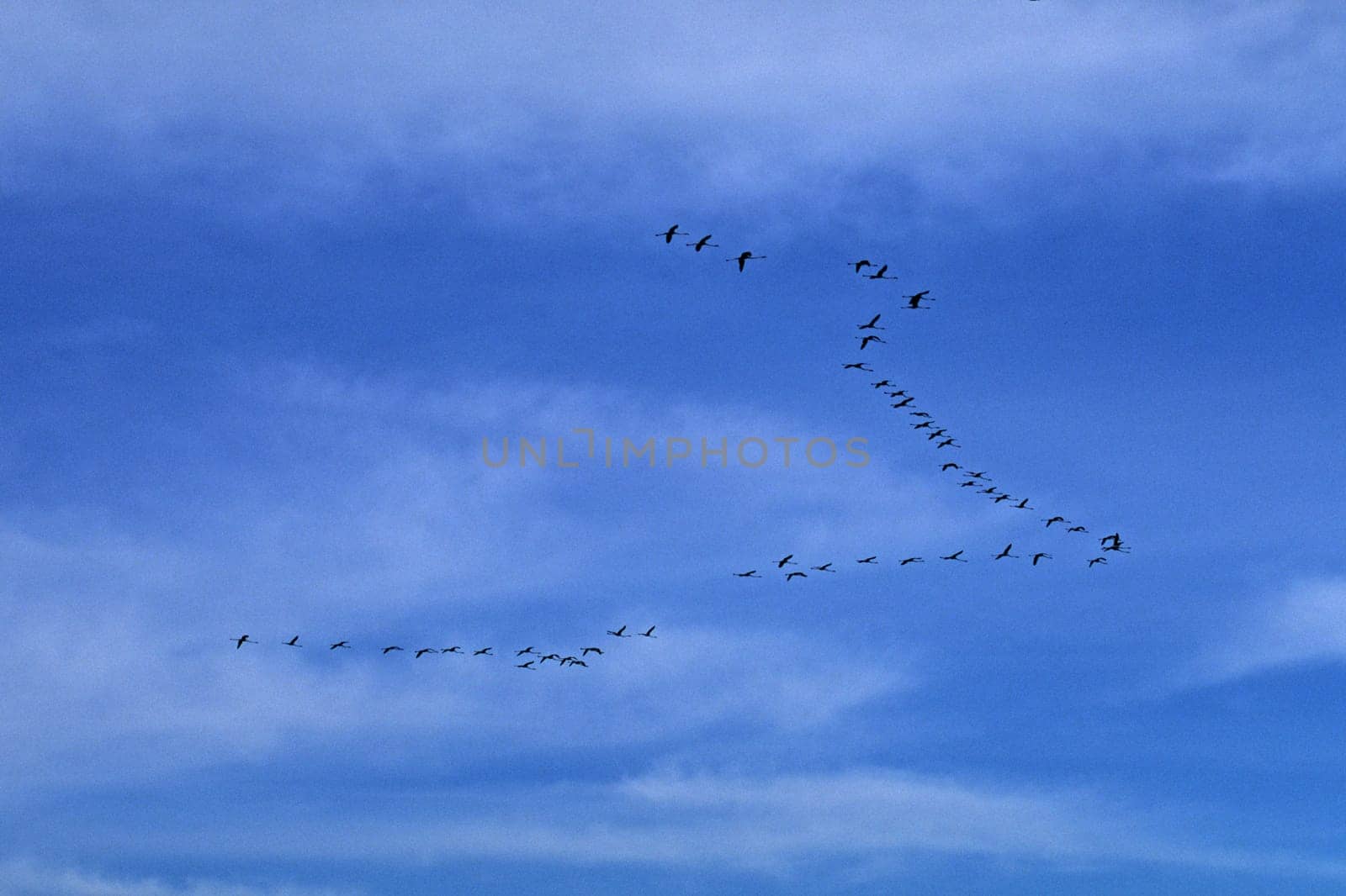 Flamingos in the evening sky,Camargue