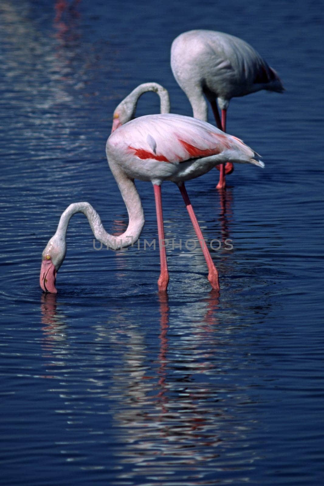 Camargue,le Grau-du-Roi,Flamingos