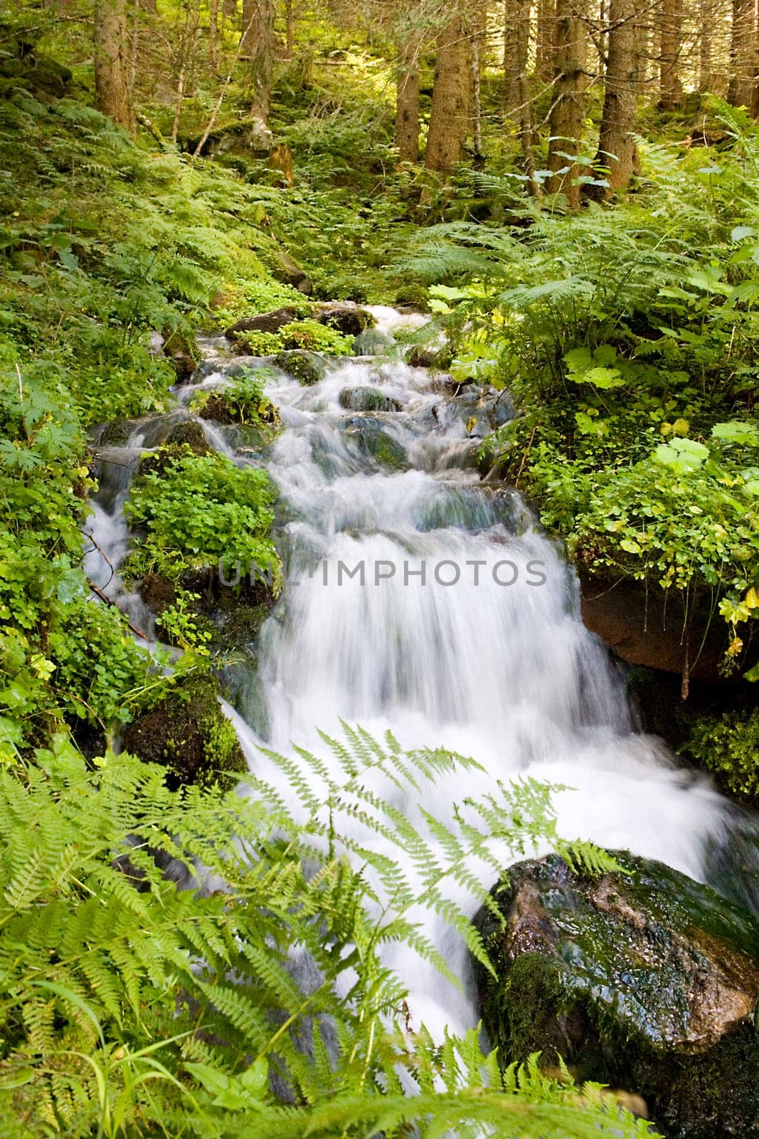Stream in the forest