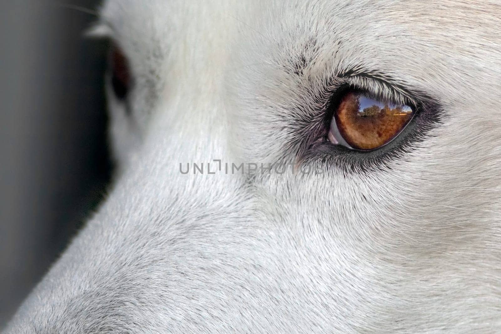 Dog's eyes