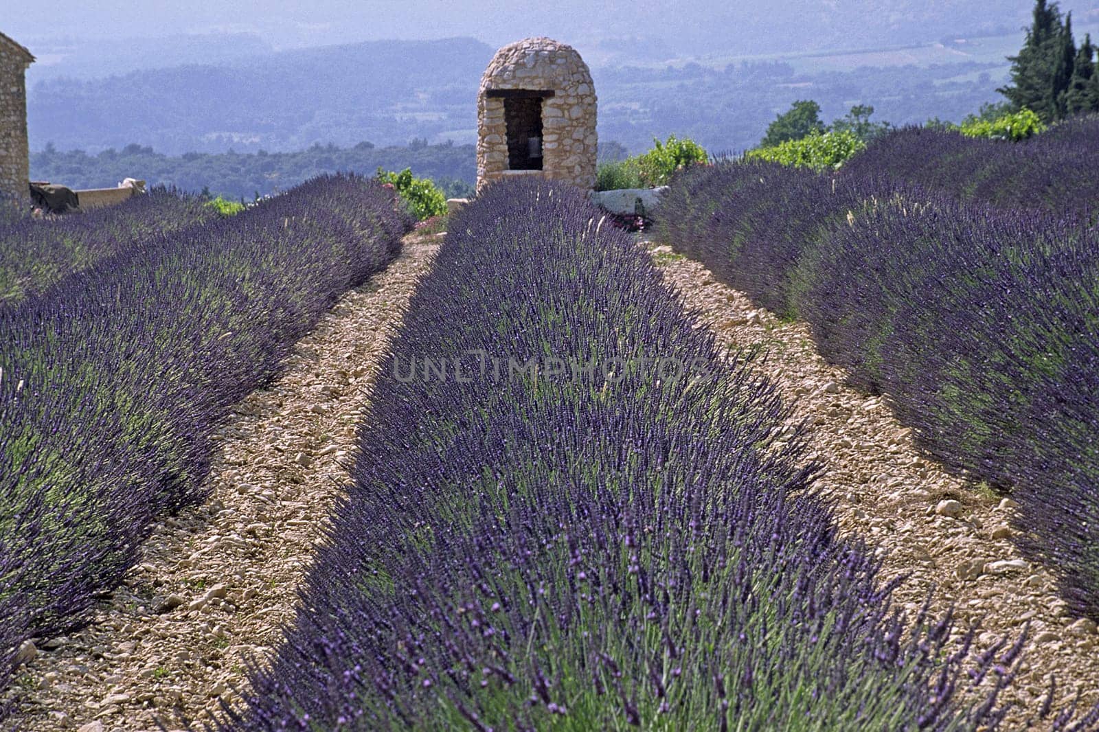 Lavender field in the Luberon,Provence