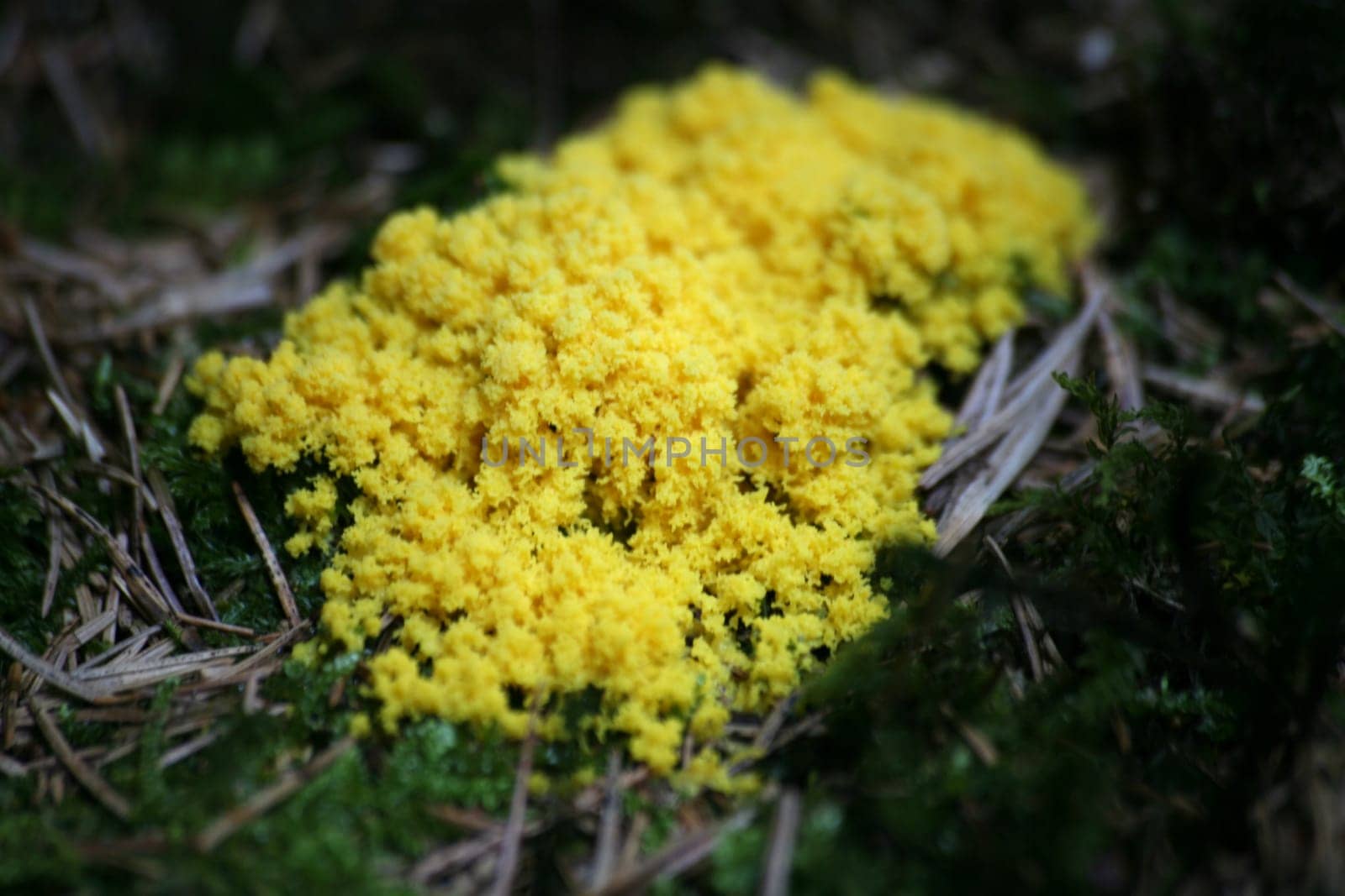 Animal or plant? Somewhere in between,this slime mold settles. It can move along the ground and solidifies only when ripe The bright yellow slime mold changes color in the Old orange.