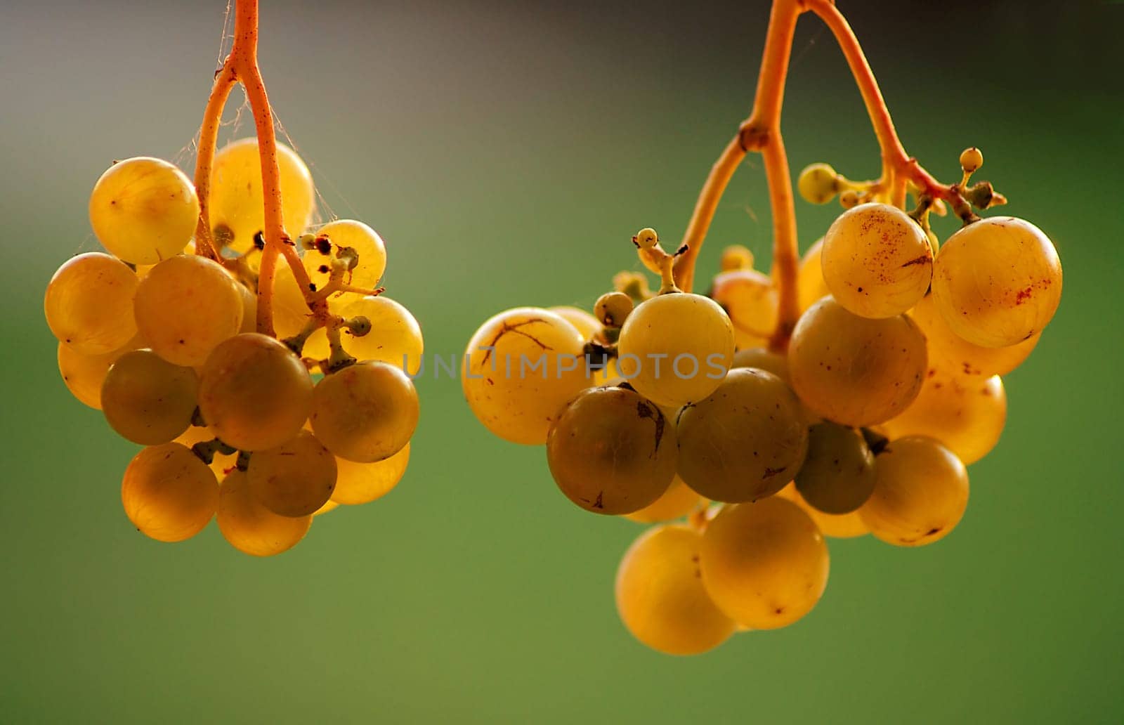 This is what the wine looks like on our terrace now! I think we can try it soon....!:-)