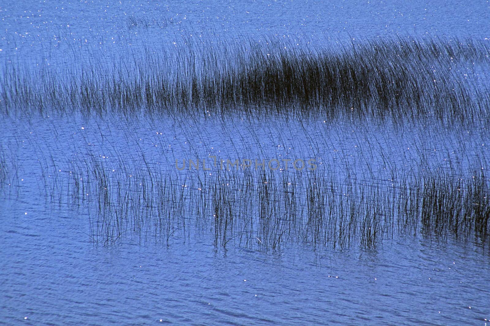 Skye b.Elisshader,Marsh Grasses,Scotland