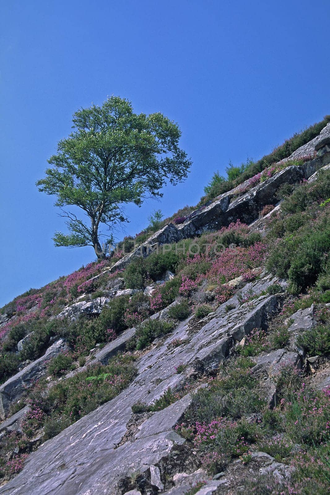 Birch at Loch Laggon,mountainside,heather