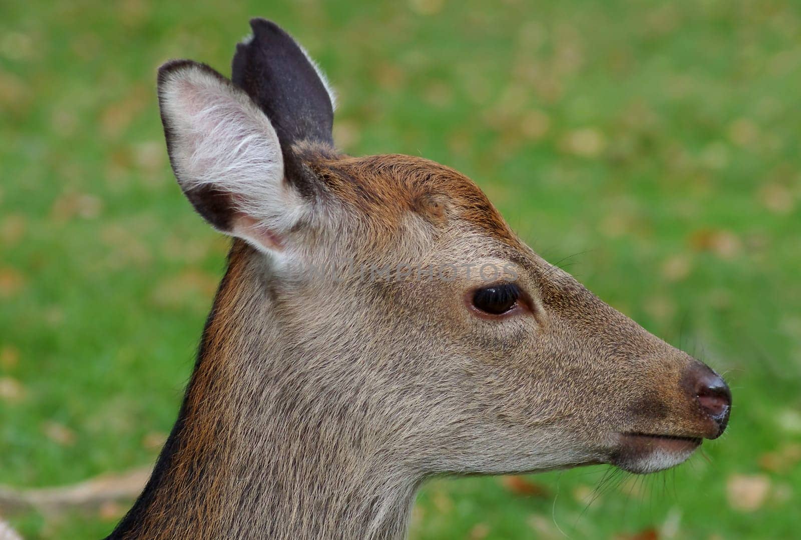 Ski deer